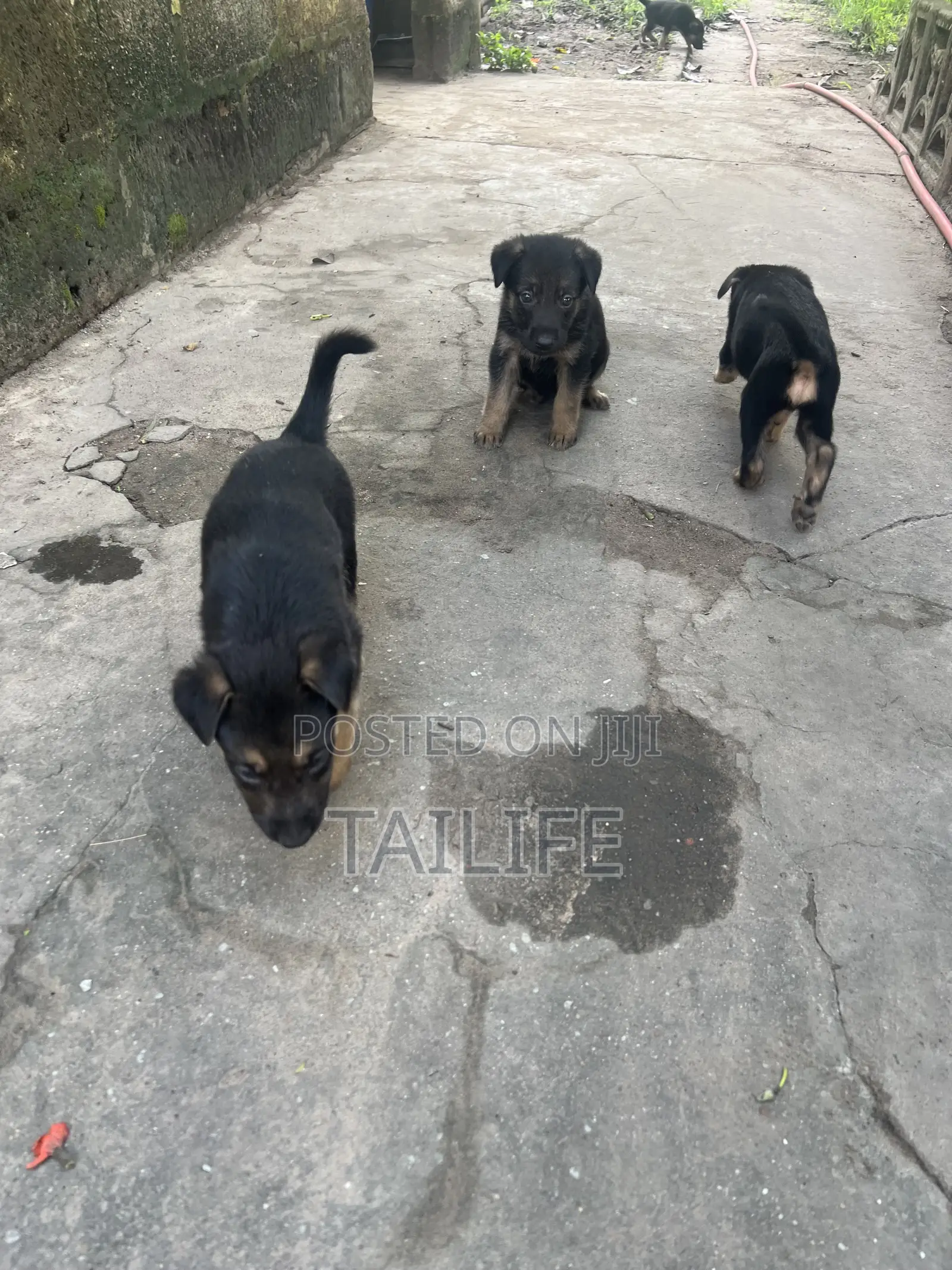 1-3 months Male Purebred German Shepherd