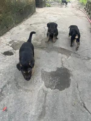 1-3 months Male Purebred German Shepherd