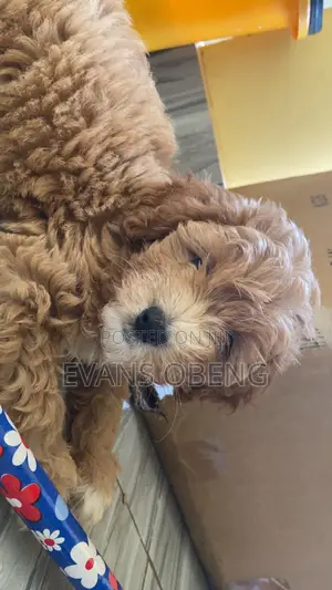 1-3 months Male Purebred Poodle