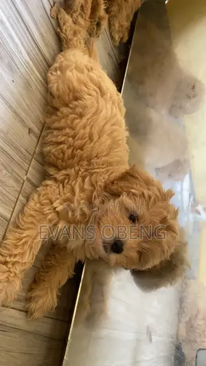 1-3 months Male Purebred Poodle