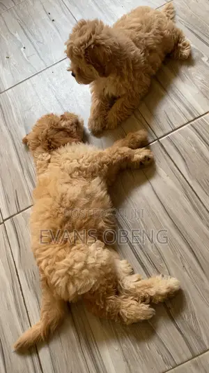 1-3 months Male Purebred Poodle