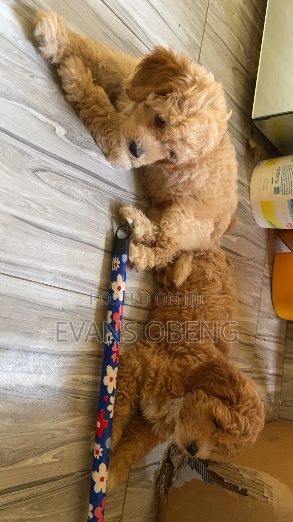 1-3 months Male Purebred Poodle