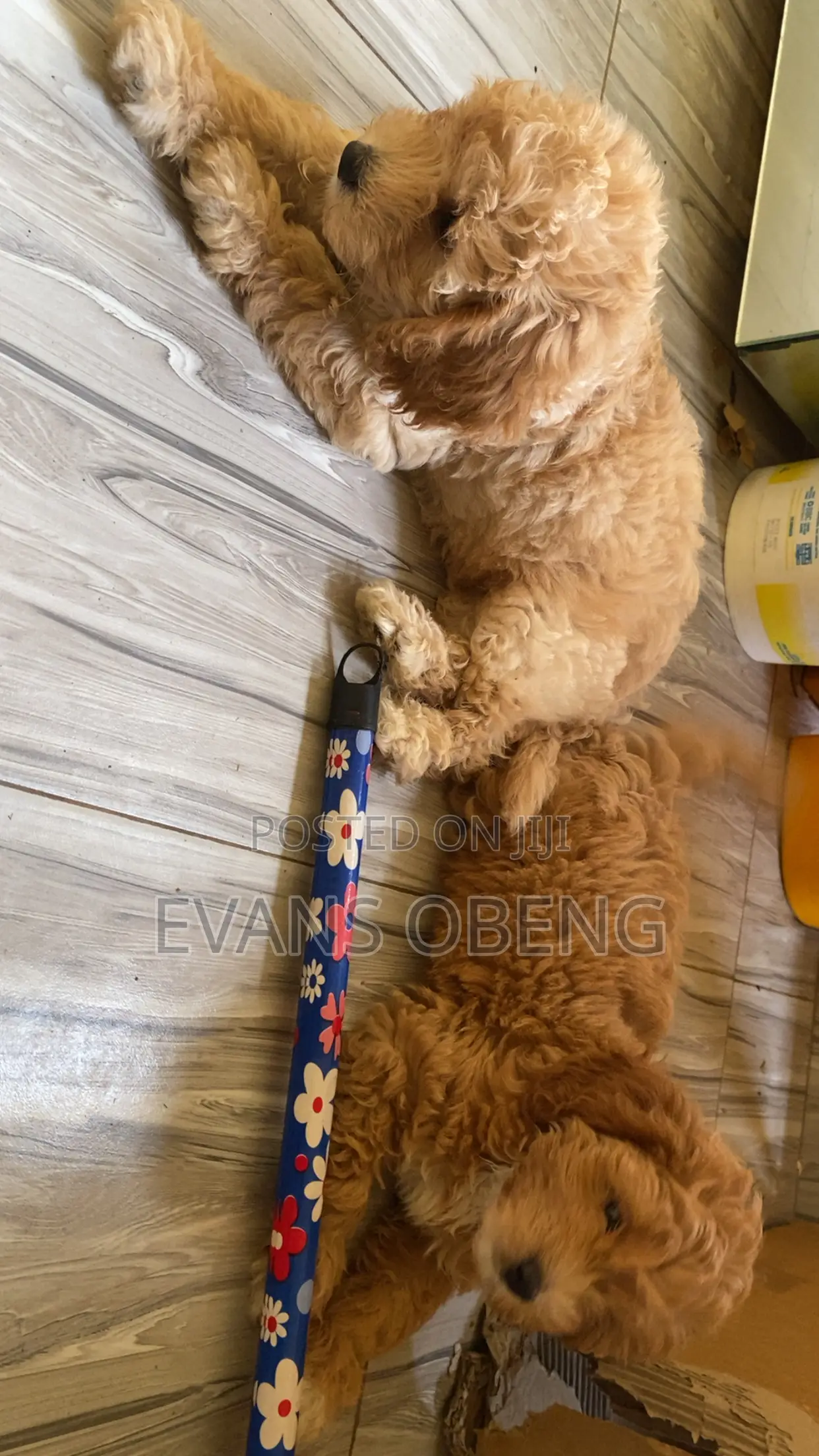 1-3 months Male Purebred Poodle