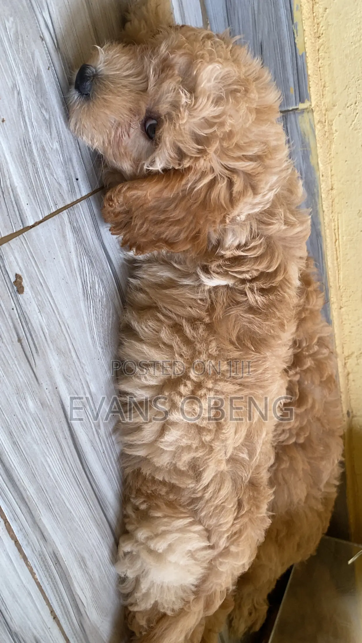 1-3 months Male Purebred Poodle