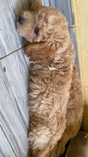 1-3 months Male Purebred Poodle