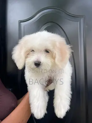 1-3 months Female Mixed Breed Maltese