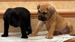 1-3 months Male Purebred Boerboel