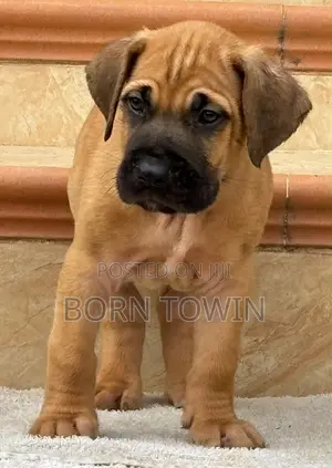 1-3 months Male Purebred Boerboel