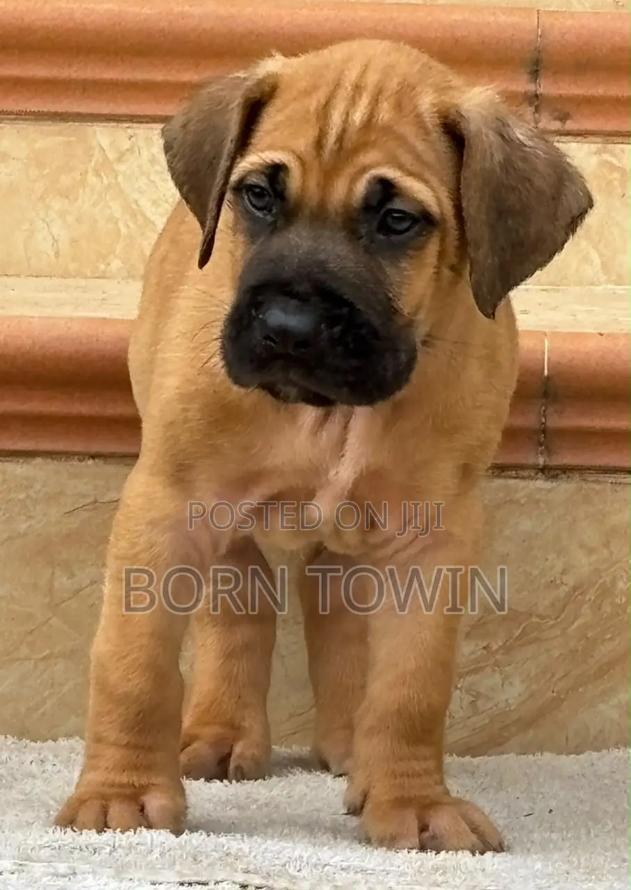 1-3 months Male Purebred Boerboel