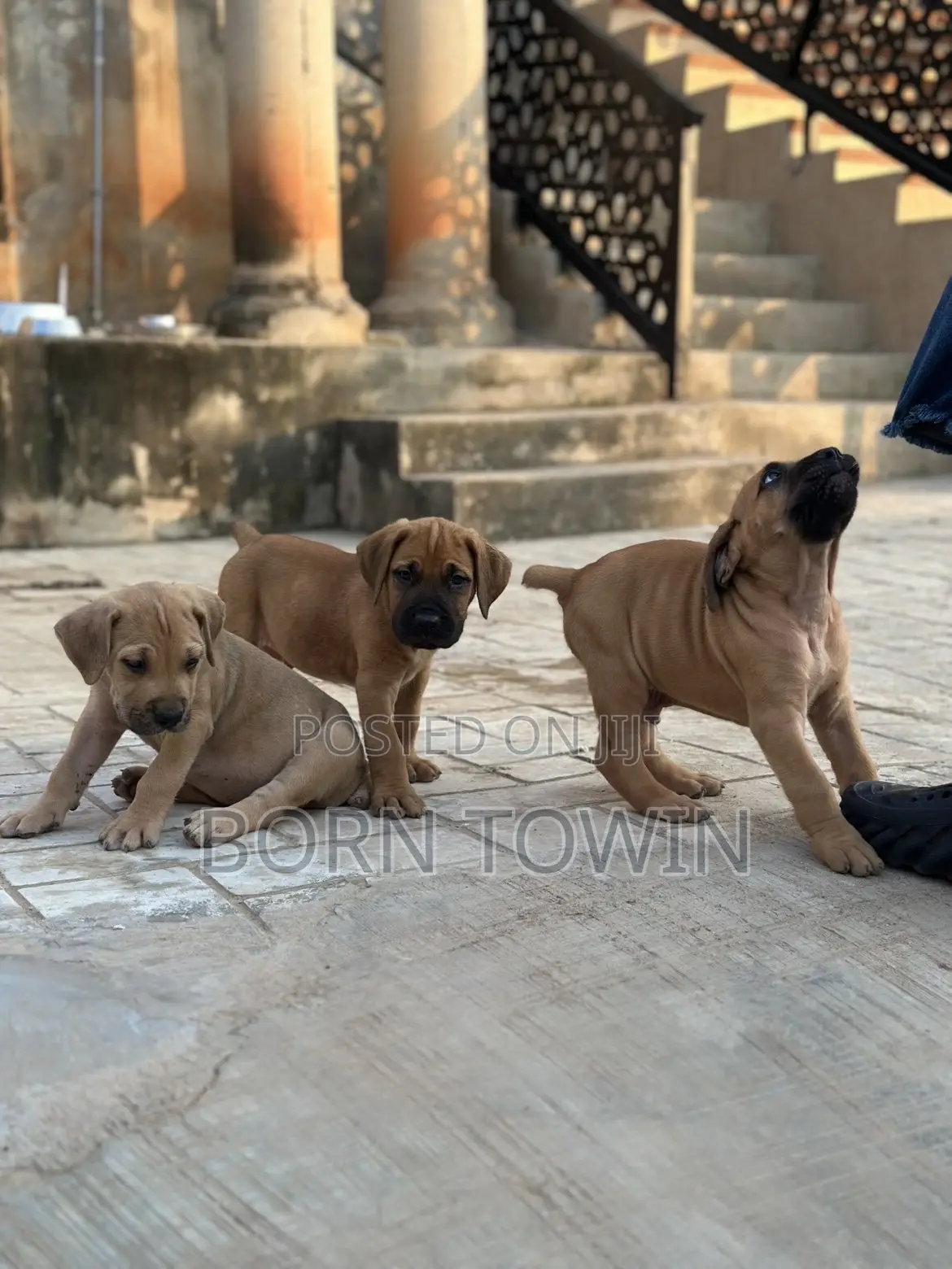 1-3 months Male Purebred Boerboel