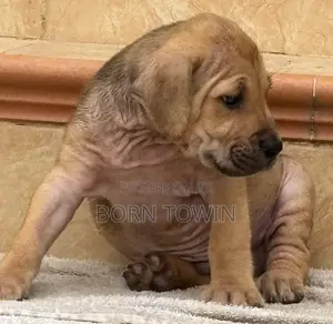 1-3 months Male Purebred Boerboel