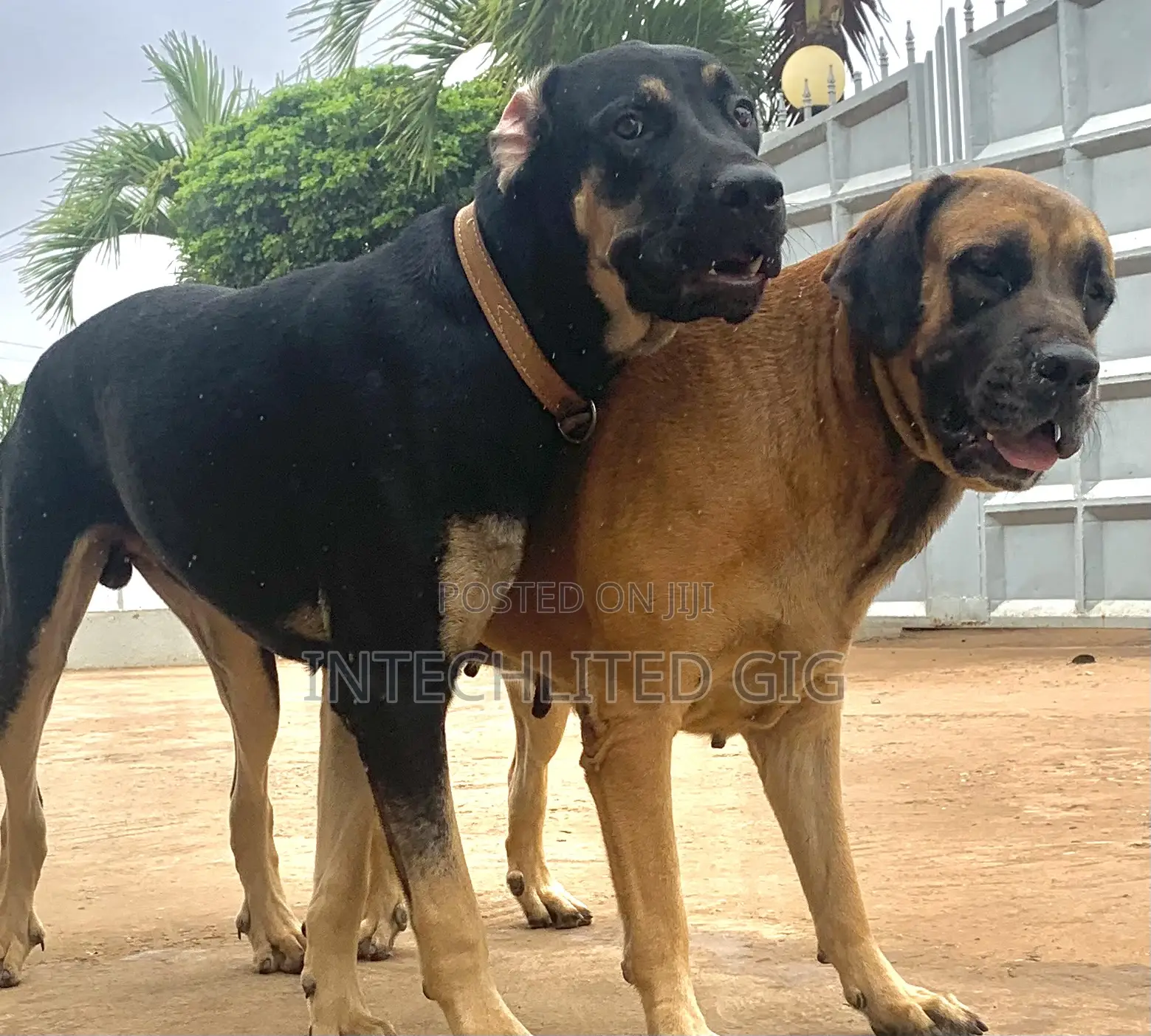 1+ year Female Purebred Boerboel