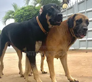 1+ year Female Purebred Boerboel