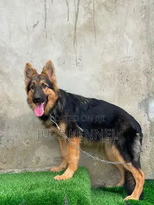 3-6 months Female Purebred German Shepherd