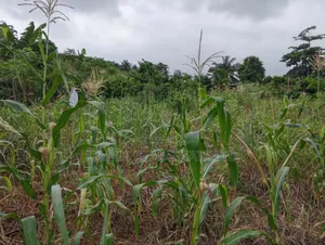 1 Plot of Land at Obom for Sale