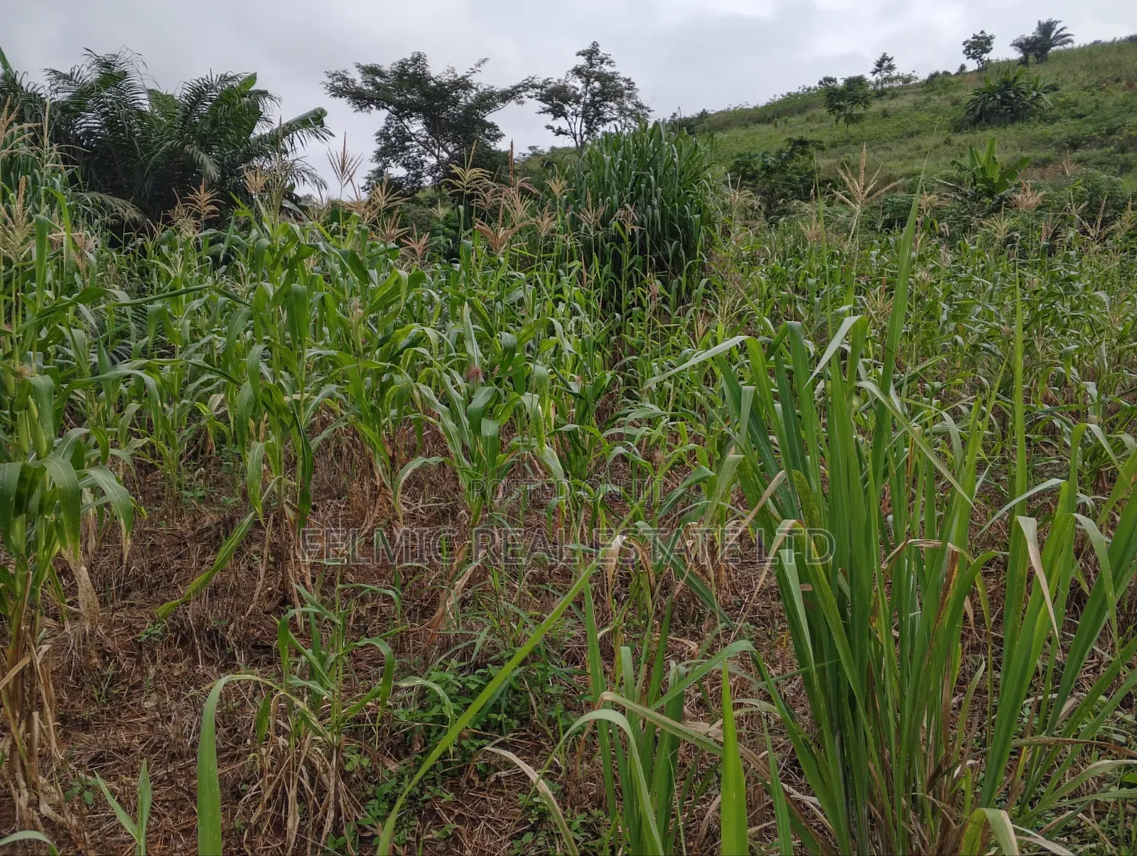1 Plot of Land at Obom for Sale
