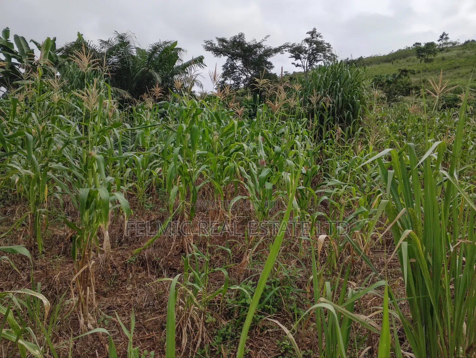 1 Plot of Land at Obom for Sale