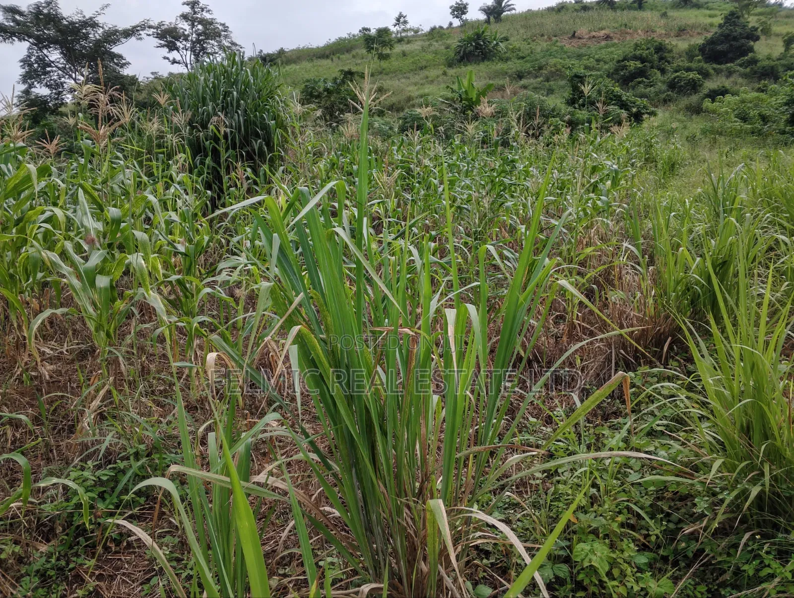 1 Plot of Land at Obom for Sale