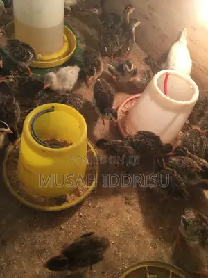Day Old Guinea Keets for Sale