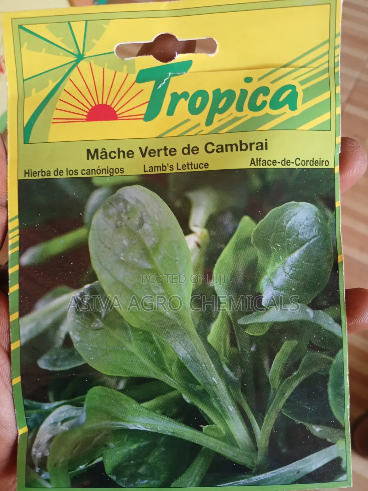 Lamb's Lettuce/ Cornsalad Seeds