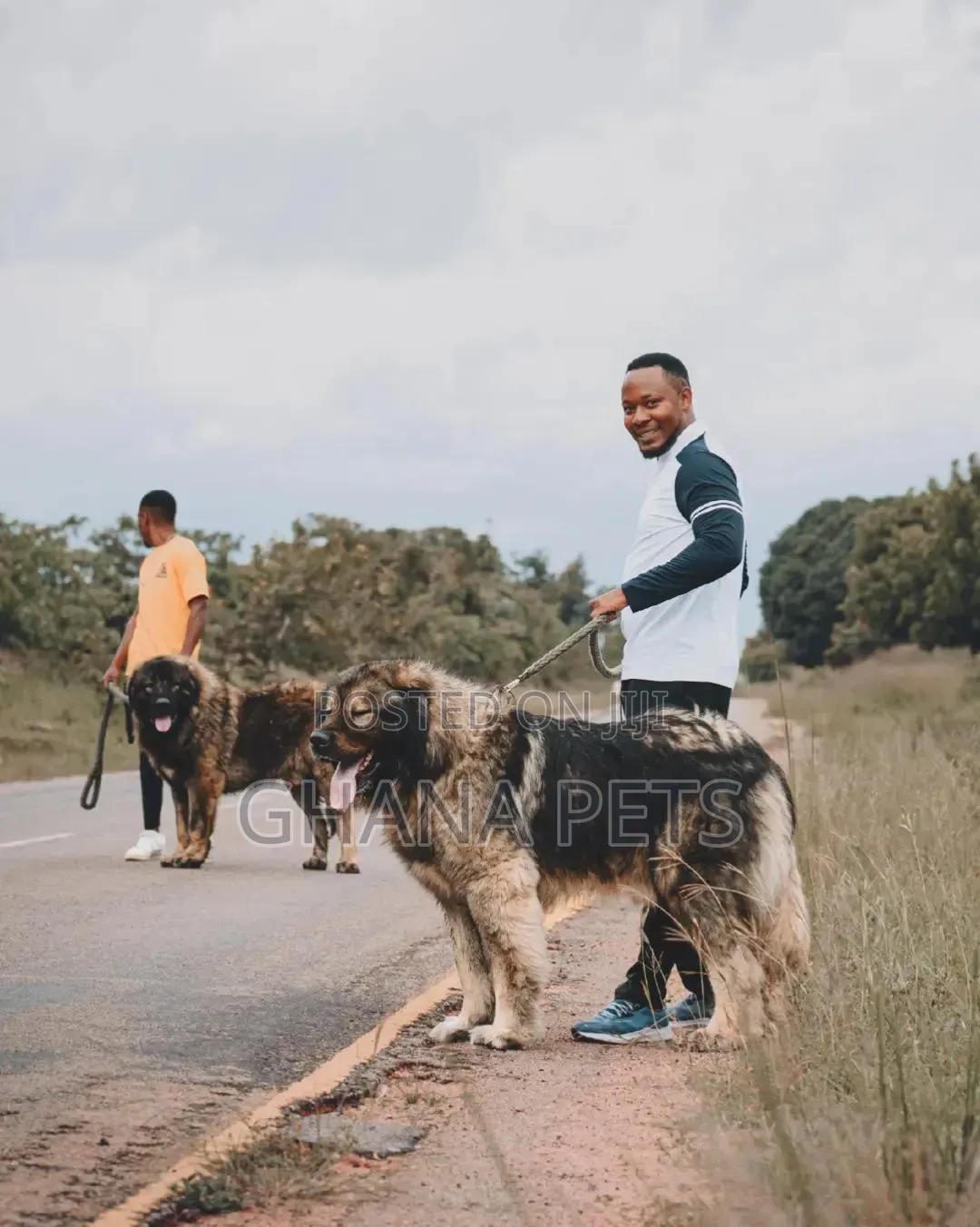 1-3 months Male Purebred Caucasian Shepherd