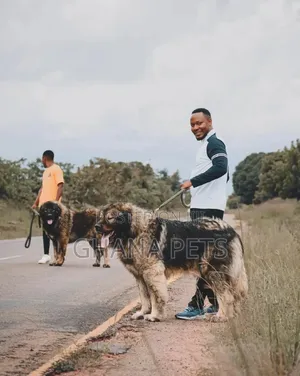 1-3 months Male Purebred Caucasian Shepherd