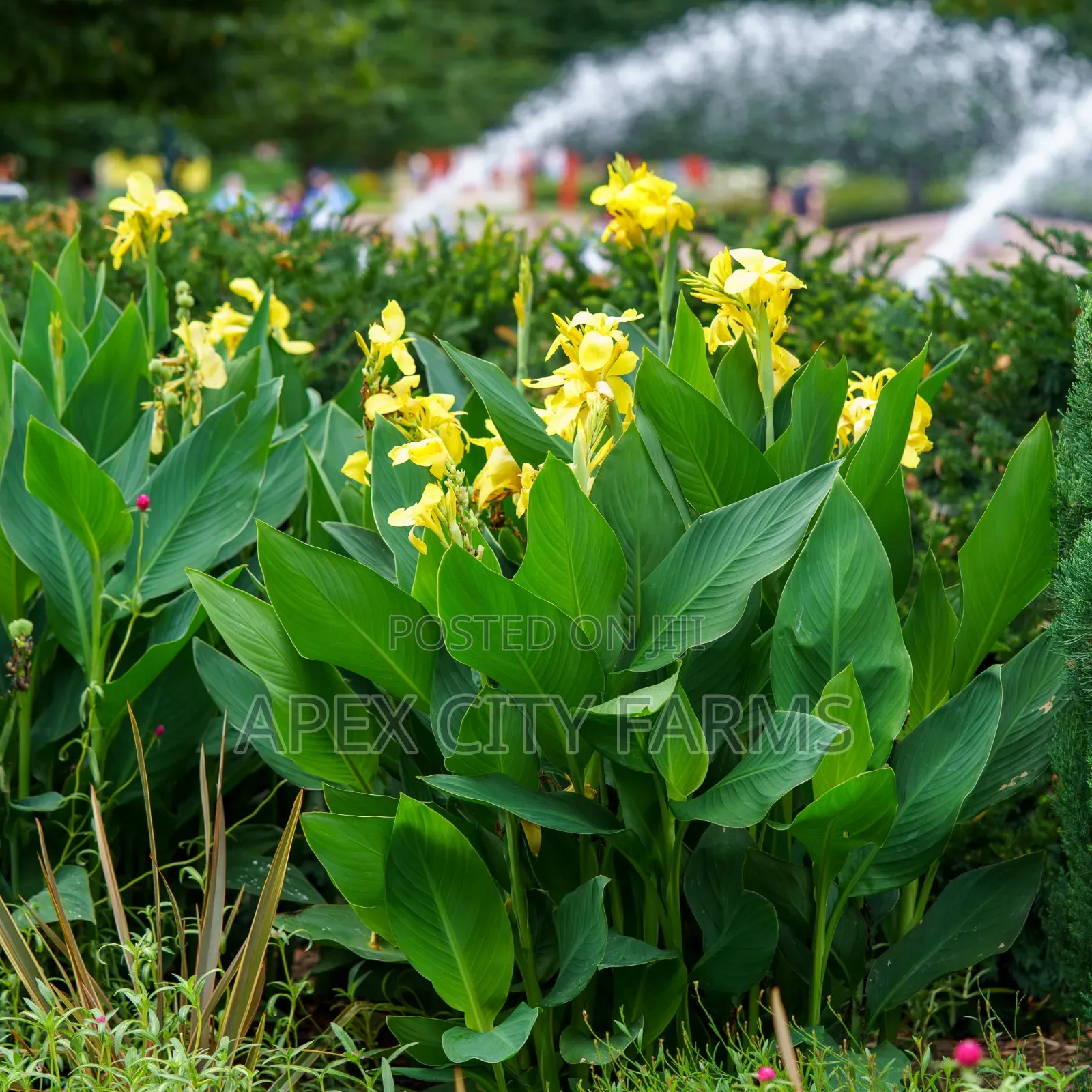 Canna Lilies for Sale