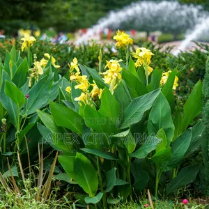 Canna Lilies for Sale