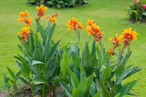 Canna Lilies for Sale