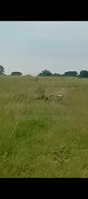 Estate Land for Sale at Tsopoli