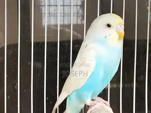 Budgies Birds