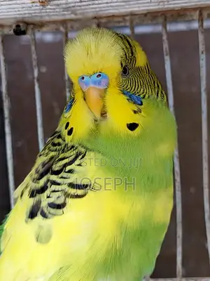 Budgies Birds