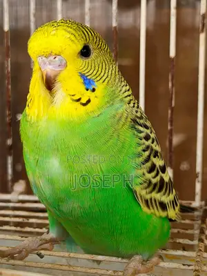 Budgies Birds