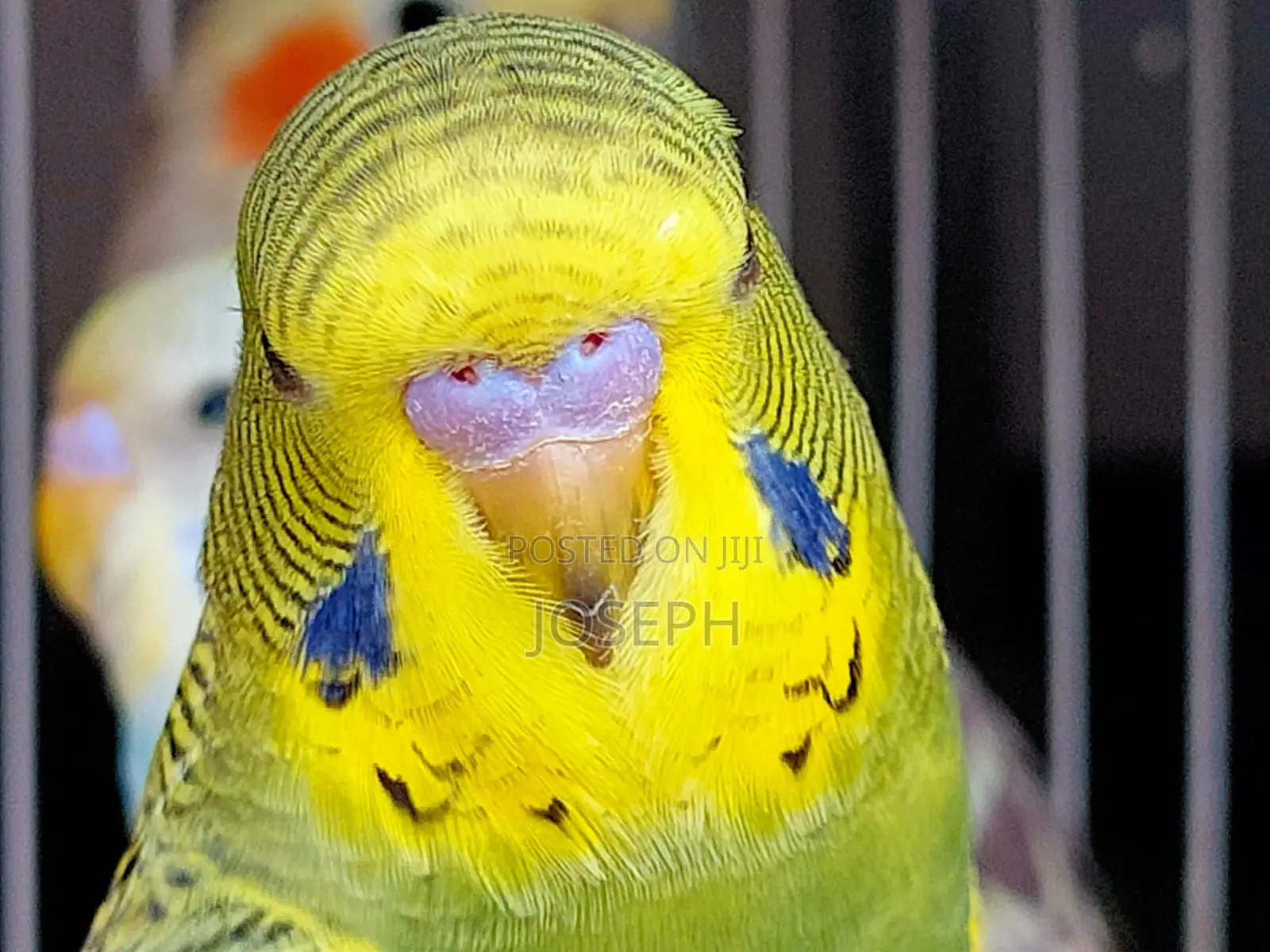 Budgies Birds
