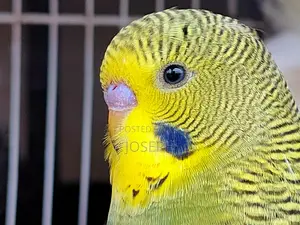 Budgies Birds