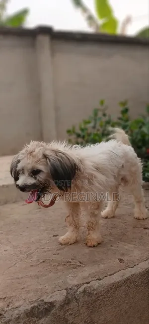 1+ year Male Purebred Poodle