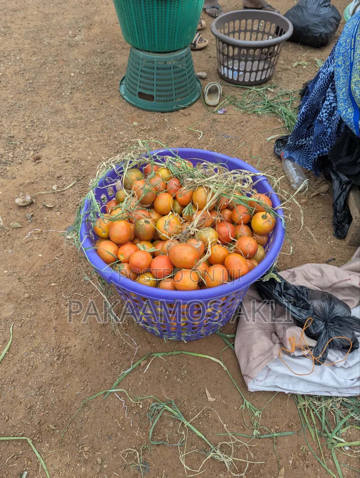 Fresh Tomatoes
