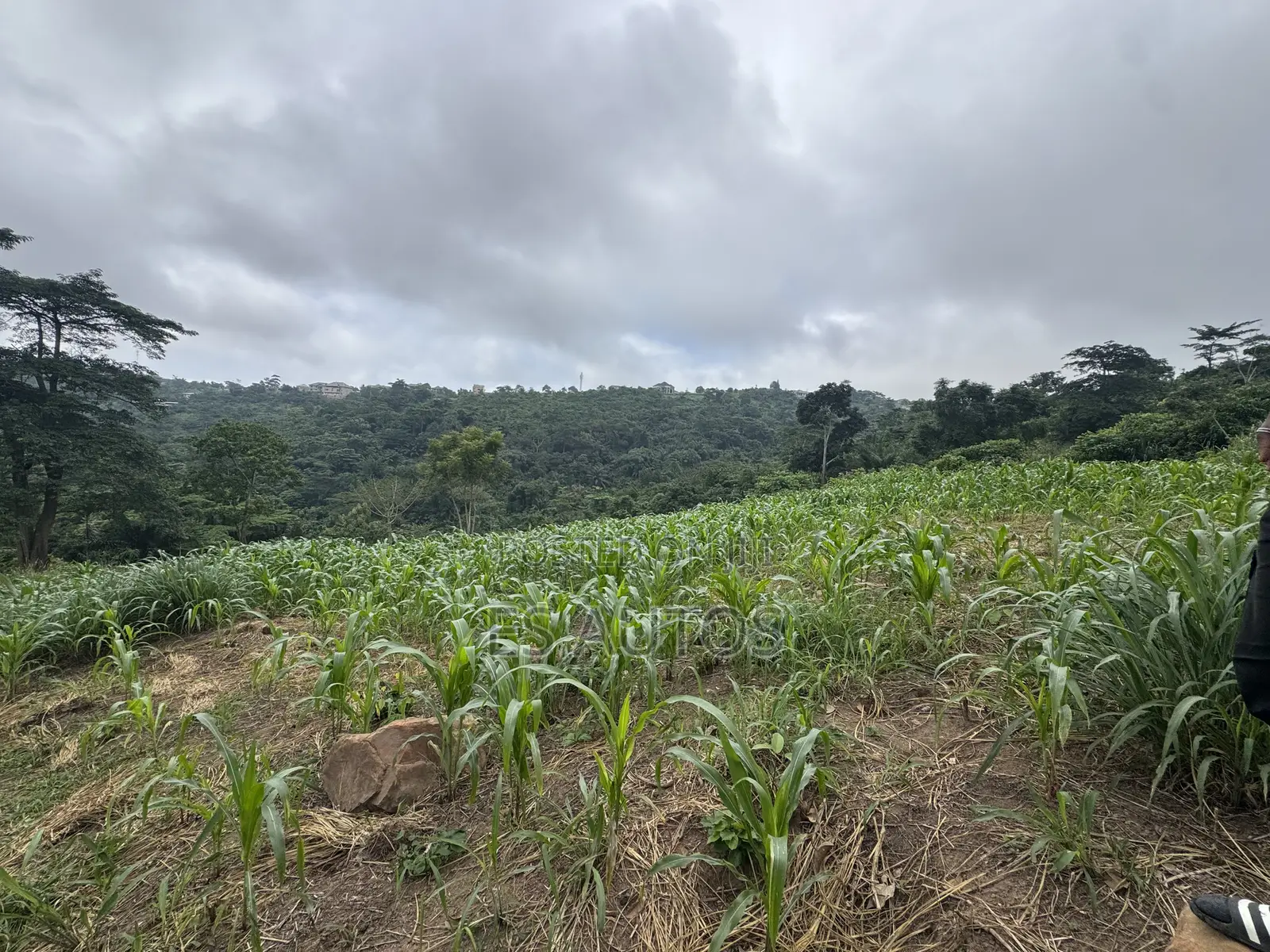 Lands for Sale