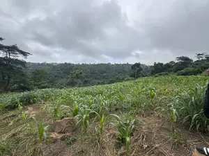 Lands for Sale