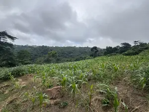 Lands for Sale