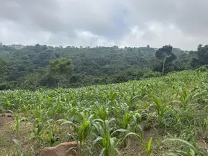 Lands for Sale