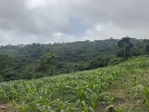 Lands for Sale