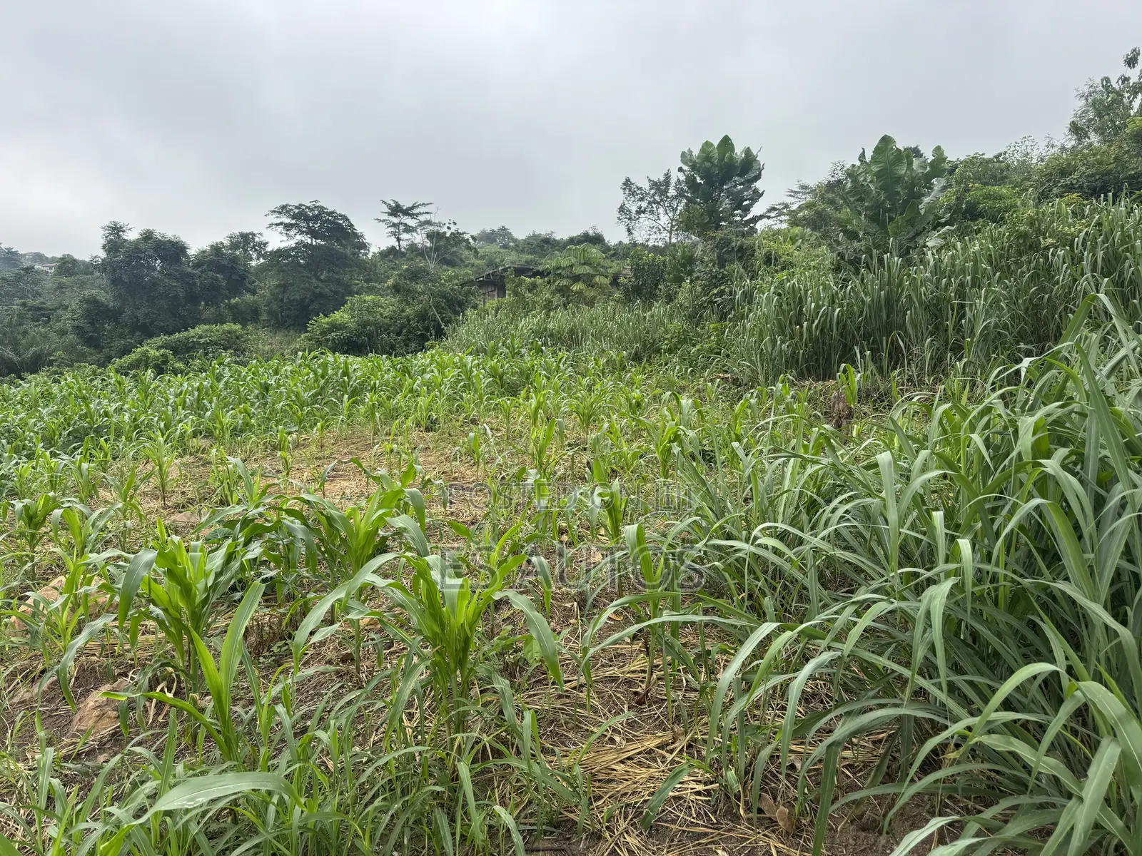 Lands for Sale