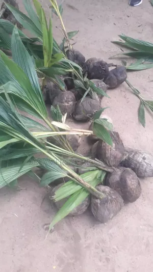 Dwarf Coconut and Hybrid Seedlings