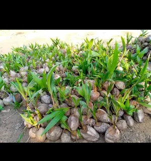 Dwarf Coconut and Hybrid Seedlings
