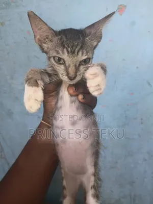 1-3 months Male Purebred Cat