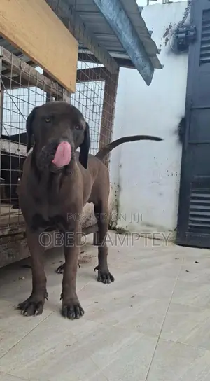 6-12 months Male Purebred Boerboel