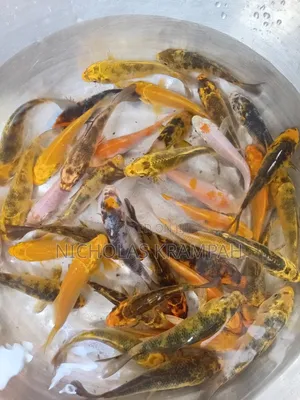 Aquarium Fishes