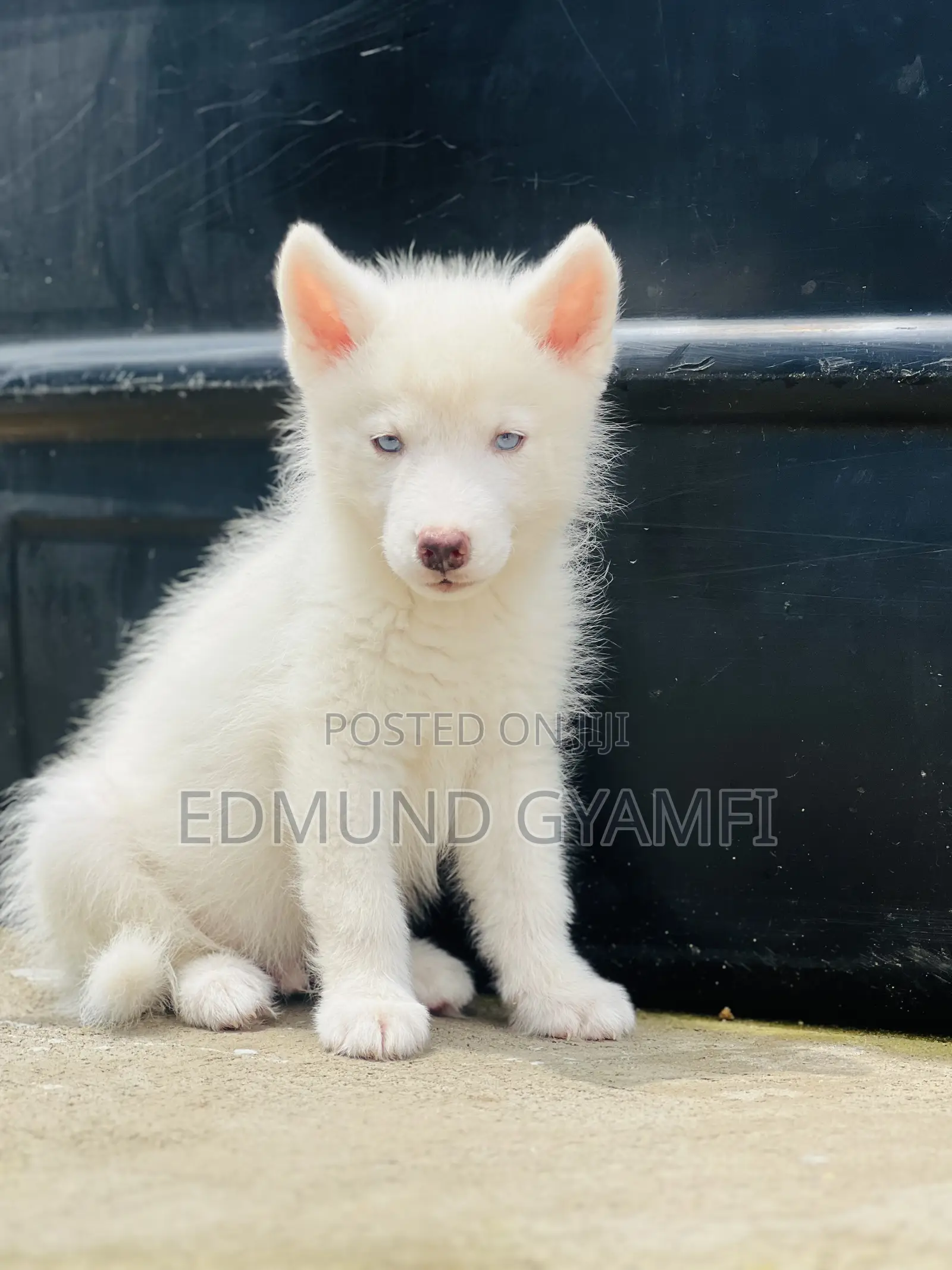 1-3 months Male Purebred Siberian Husky