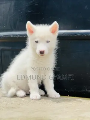 1-3 months Male Purebred Siberian Husky